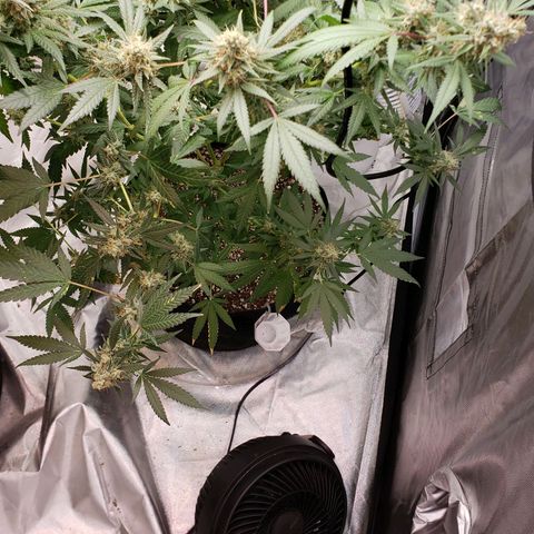 SLH growlog timeline photo