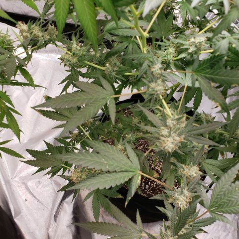 SLH growlog timeline photo
