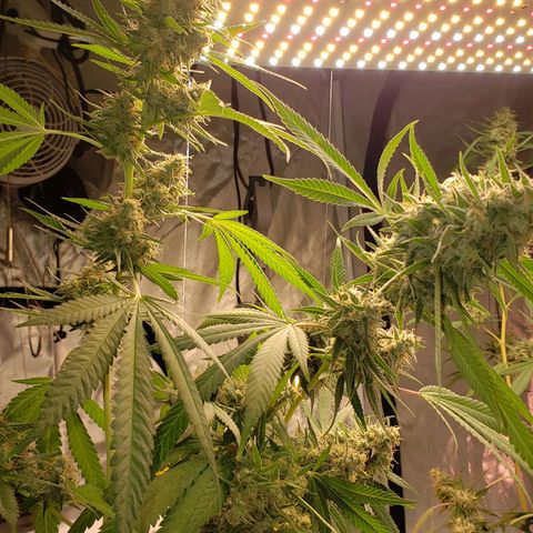 SLH growlog timeline photo