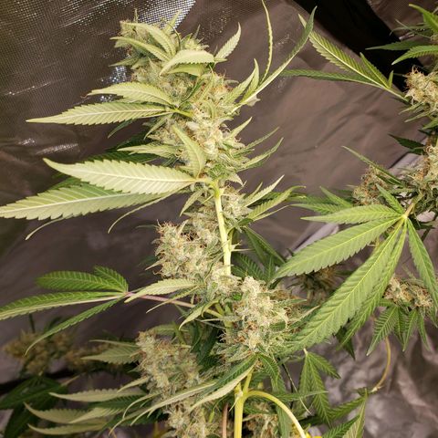 SLH growlog timeline photo