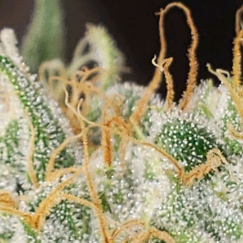 SLH growlog timeline photo
