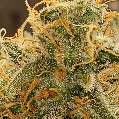SLH growlog timeline photo