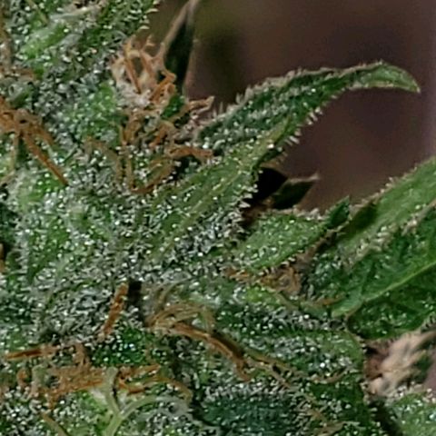 SLH growlog timeline photo