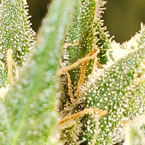 SLH growlog timeline photo