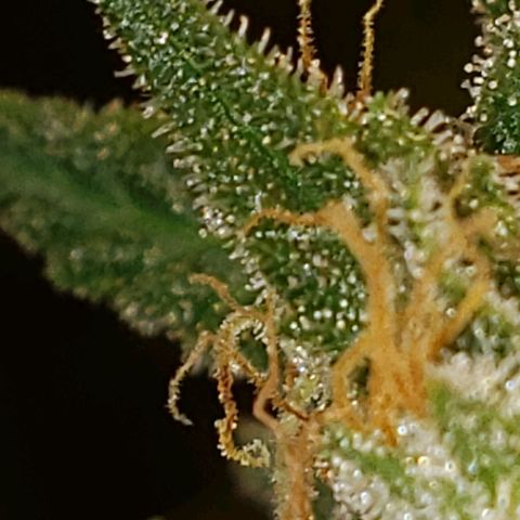 SLH growlog timeline photo