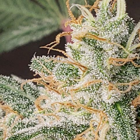 SLH growlog timeline photo
