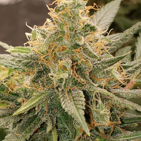 SLH growlog timeline photo