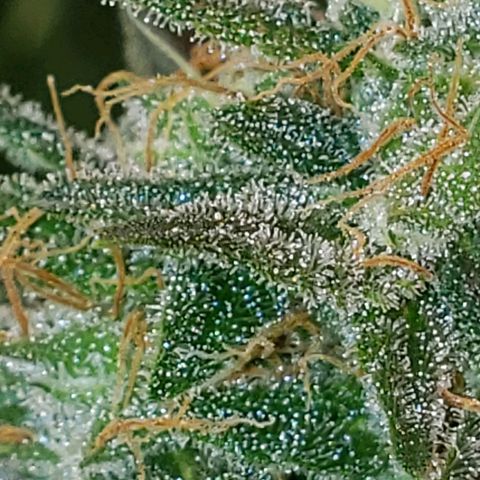 SLH growlog timeline photo