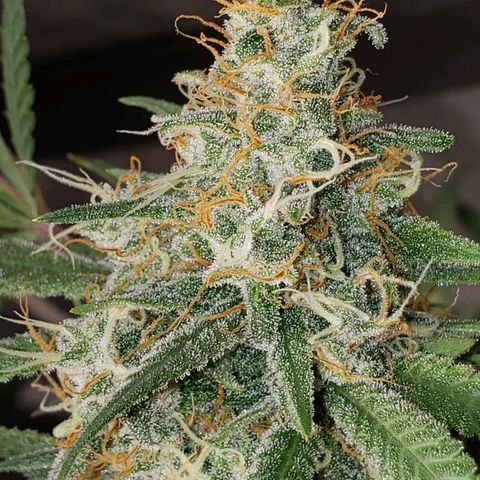SLH growlog timeline photo