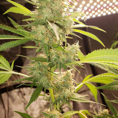 SLH growlog timeline photo