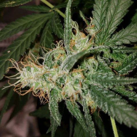 SLH growlog timeline photo