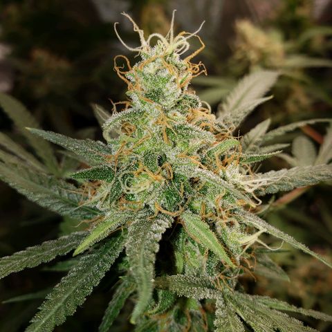 SLH growlog timeline photo