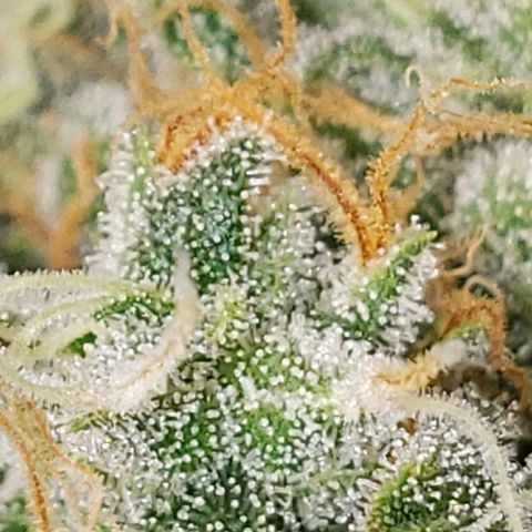 SLH growlog timeline photo