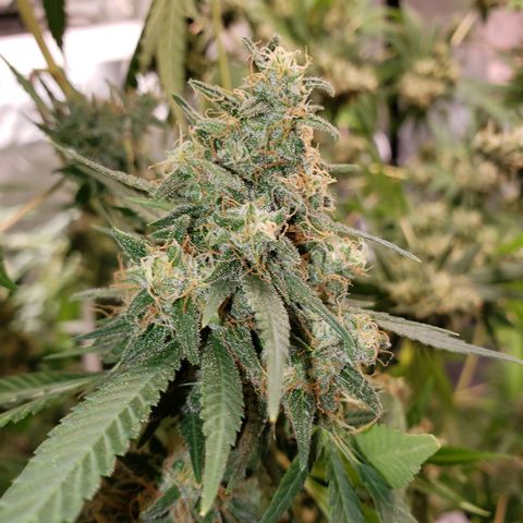 SLH growlog timeline photo