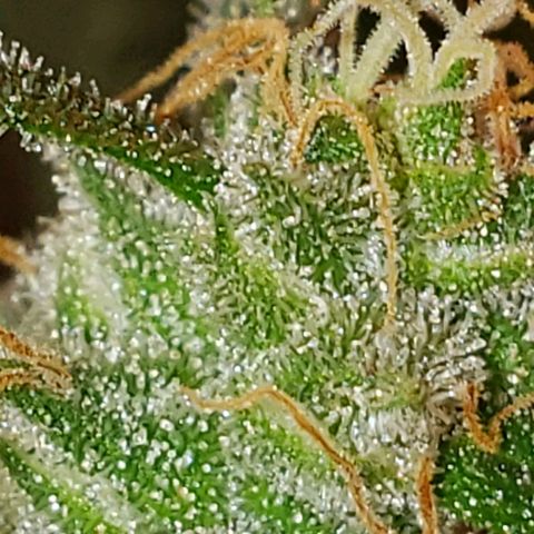 SLH growlog timeline photo