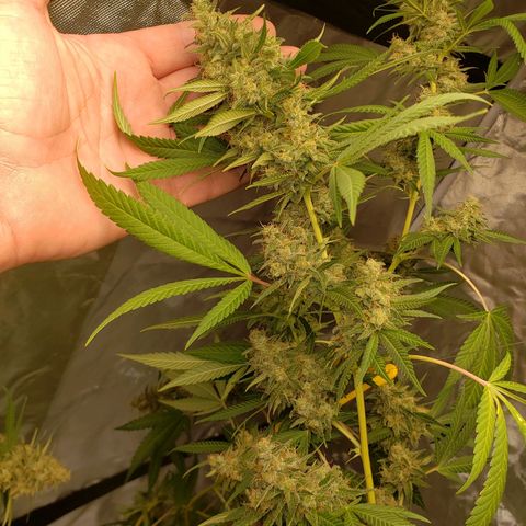 SLH growlog timeline photo