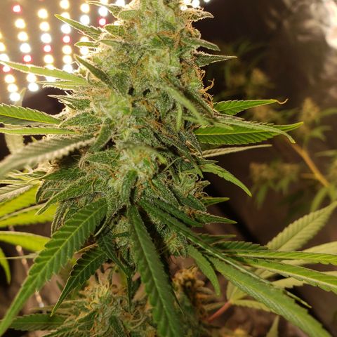 SLH growlog timeline photo