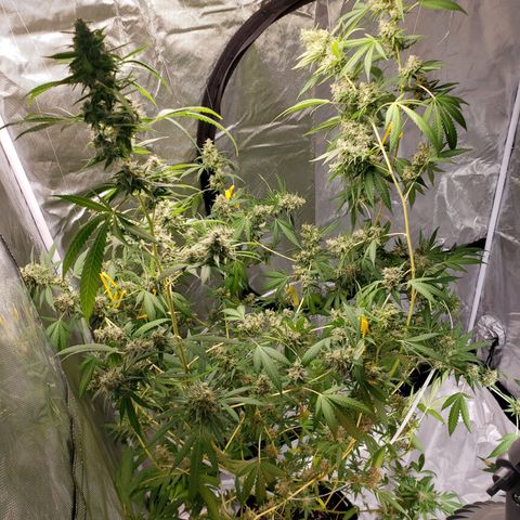SLH growlog timeline photo
