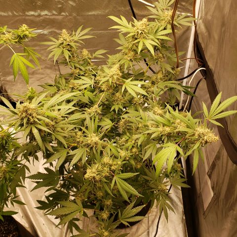 SLH growlog photo: Snipped off a bud where limb was broke...early sample..😉
