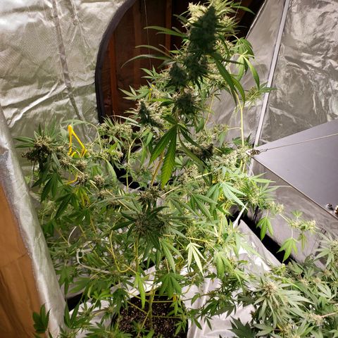 SLH growlog photo: Snipped off a bud where limb was broke...early sample..😉