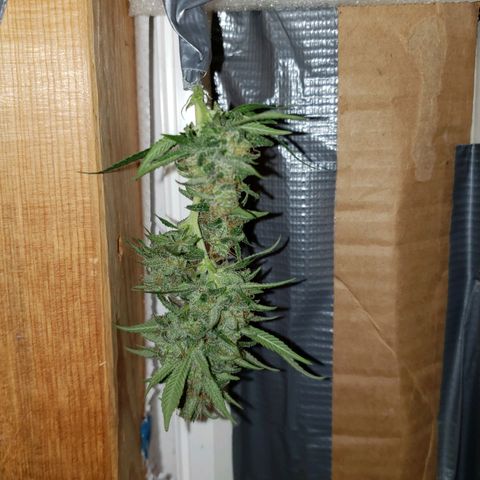 SLH growlog photo: Snipped off a bud where limb was broke...early sample..😉