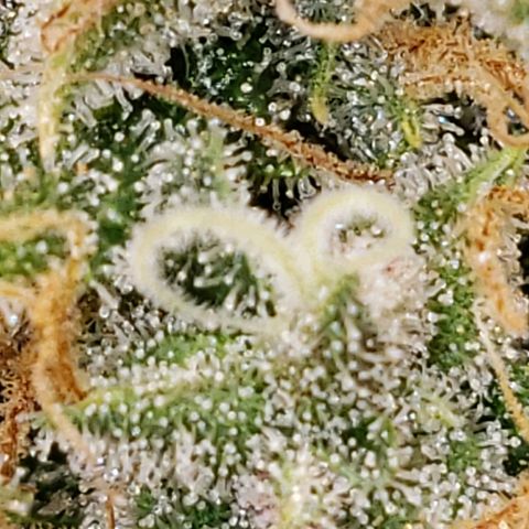 SLH growlog timeline photo