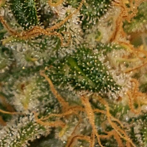SLH growlog timeline photo