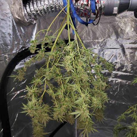 SLH growlog photo: Finally...🥳🍻🙂.....took off all the bigger leaves, cut, and hung...trying to maintain 70°F & 55% humidity + / - 5°, 5%  (fan blowing on low towards wall)