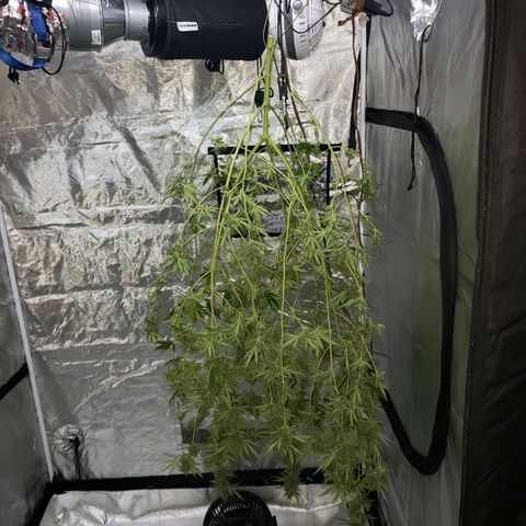 SLH growlog photo: Finally...🥳🍻🙂.....took off all the bigger leaves, cut, and hung...trying to maintain 70°F & 55% humidity + / - 5°, 5%  (fan blowing on low towards wall)