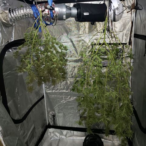 SLH growlog photo: Finally...🥳🍻🙂.....took off all the bigger leaves, cut, and hung...trying to maintain 70°F & 55% humidity + / - 5°, 5%  (fan blowing on low towards wall)