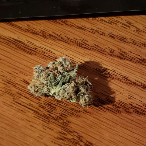 SLH growlog photo: Early nug...frosty af..!...😏👍...reminds me of bubble gum strain from waayyy...back...lol