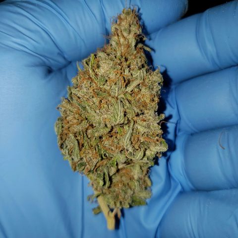 SLH growlog photo: Trimmed buds...one is in "Grove bag"...what I'm using instead of jars...