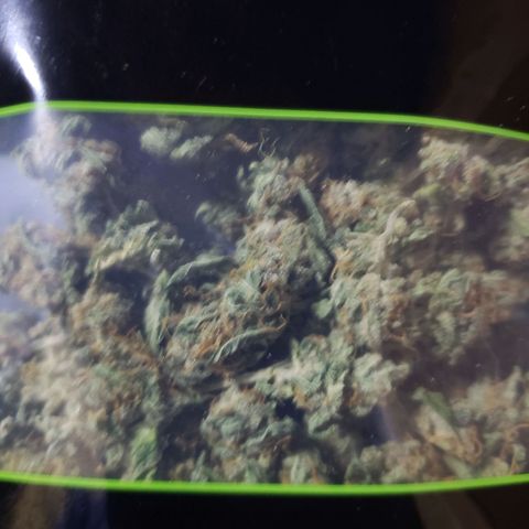 SLH growlog photo: Trimmed buds...one is in "Grove bag"...what I'm using instead of jars...
