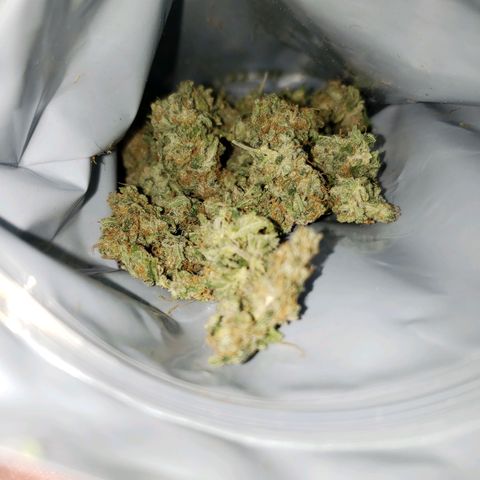SLH growlog photo: Trimmed buds...one is in "Grove bag"...what I'm using instead of jars...