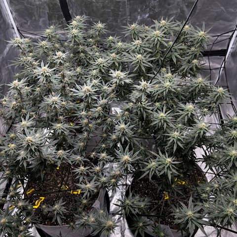 Zkittles growlog timeline photo