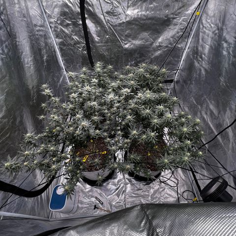 Zkittles growlog timeline photo