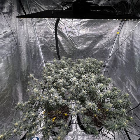 Zkittles growlog timeline photo