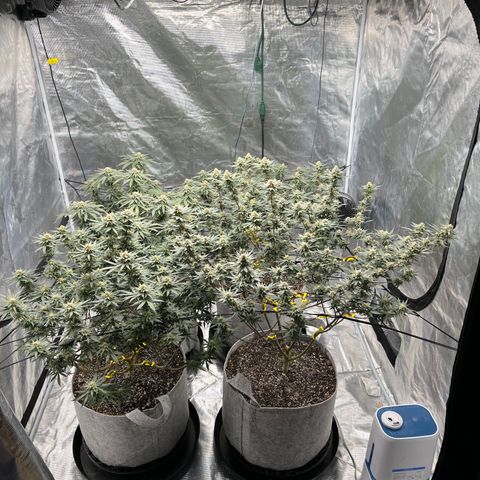 Zkittles growlog timeline photo