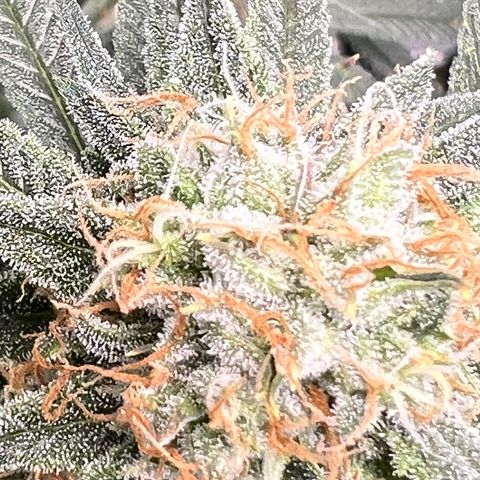 Zkittles growlog timeline photo