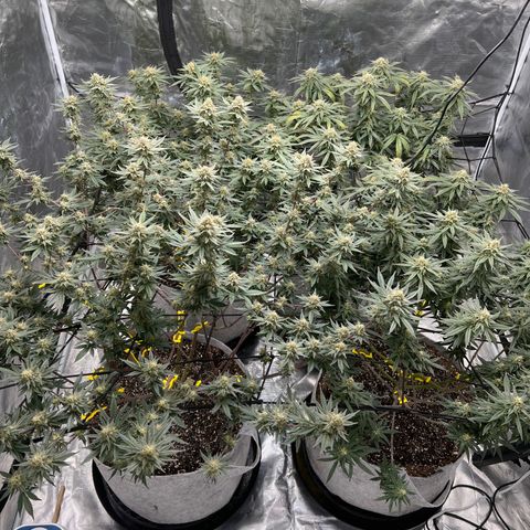 Zkittles growlog timeline photo