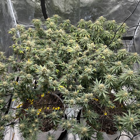 Zkittles growlog timeline photo