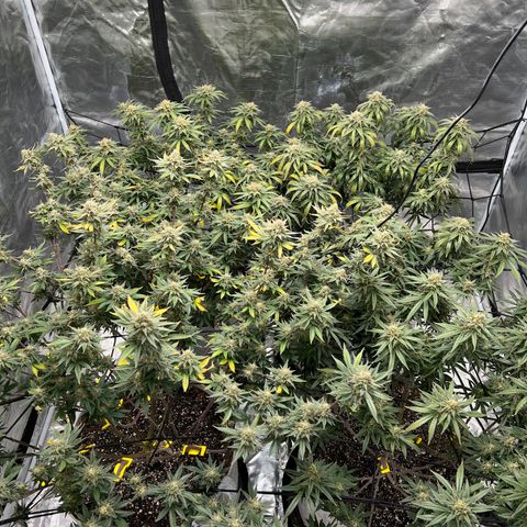 Zkittles growlog timeline photo