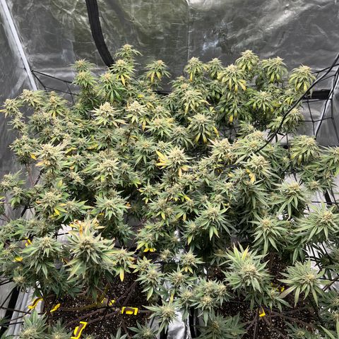 Zkittles growlog timeline photo