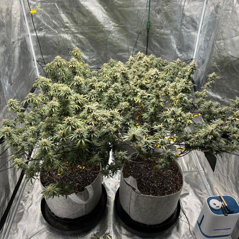 Zkittles growlog timeline photo