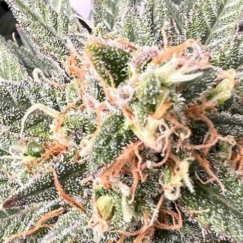 Zkittles growlog timeline photo