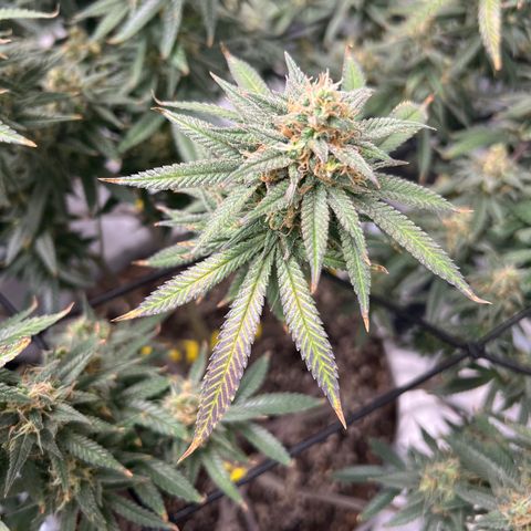 Zkittles growlog timeline photo