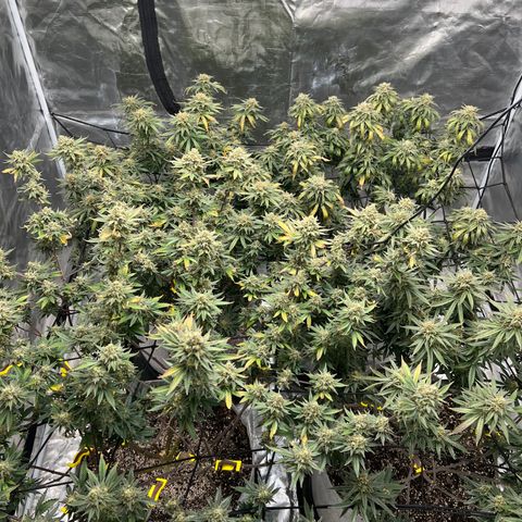 Zkittles growlog timeline photo