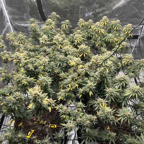Zkittles growlog timeline photo