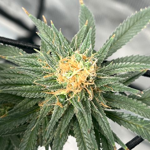 Zkittles growlog timeline photo