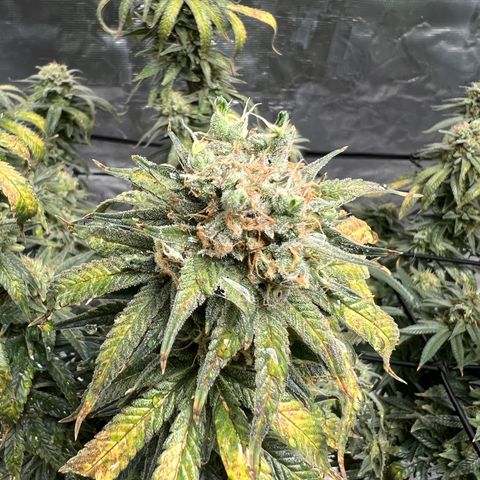 Zkittles growlog timeline photo